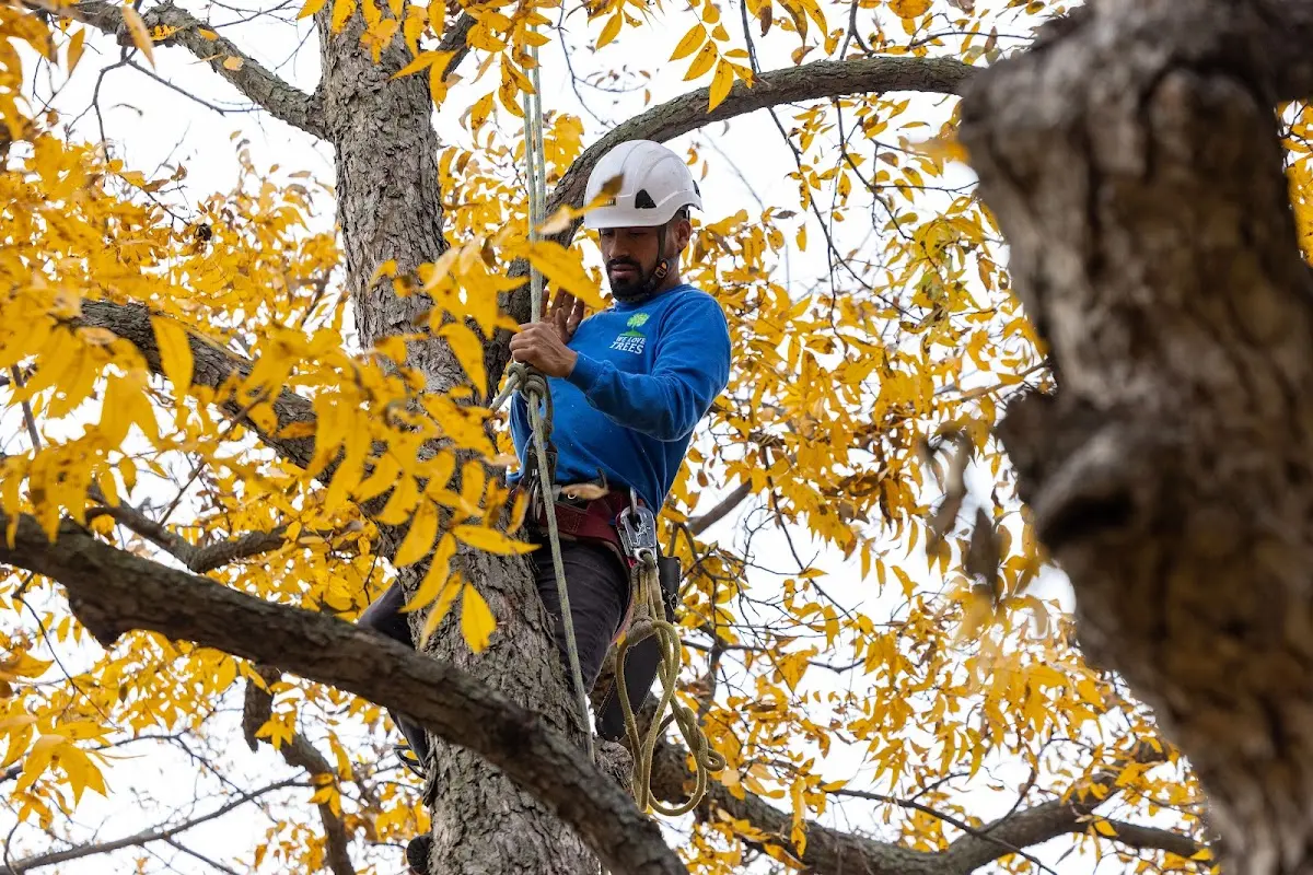 Skilled Emergency Tree Service crew working in Little America